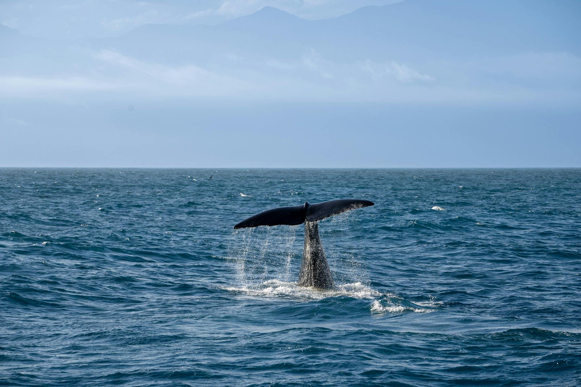 Whale Alert: Massive Crypto Movements Signal Major Market Shifts This Week